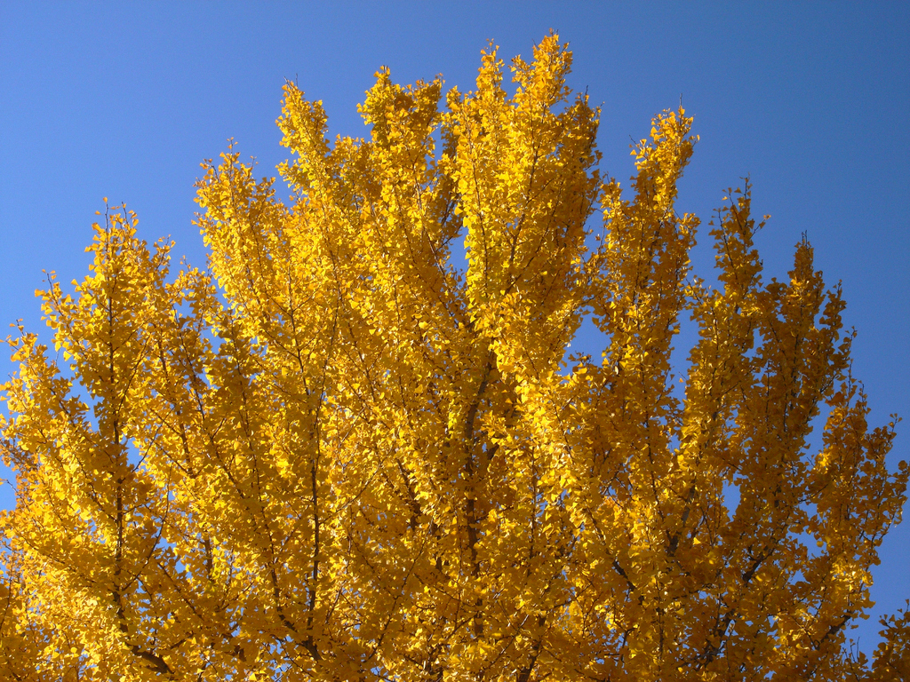 秋　水上公園 069  F5.6-0.7  トーン調整