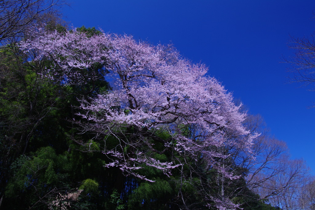 IMGP3867　f11 20-1★○