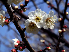 ○　GX200 110 ニコンビュー