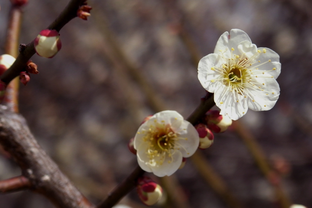 GX200 131 ニコンビュー