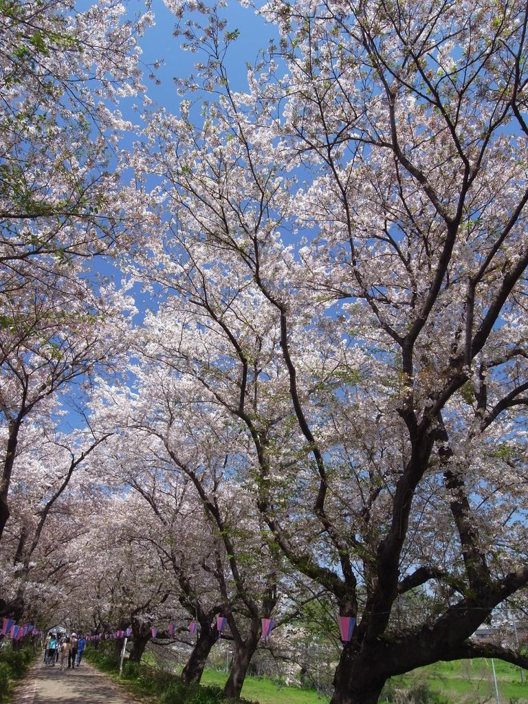 桜