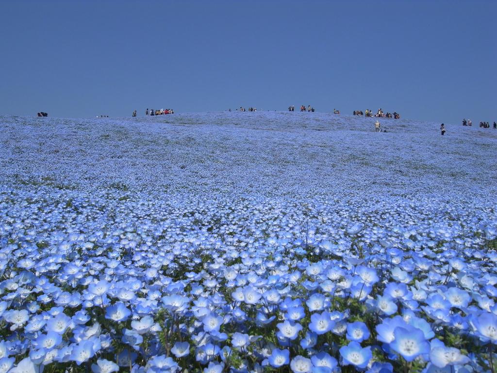 Ｈ２１．４．２９（水）昭和の日 086