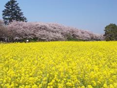 桜と菜の花