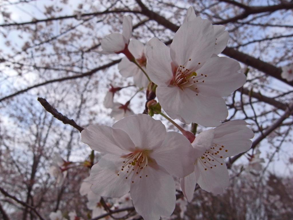 園内の桜