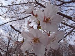 園内の桜