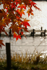 蓼科湖の紅葉