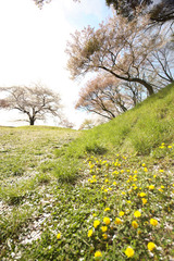 花岡城址の名残桜