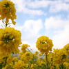 菜の花