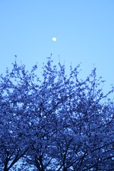 月桜