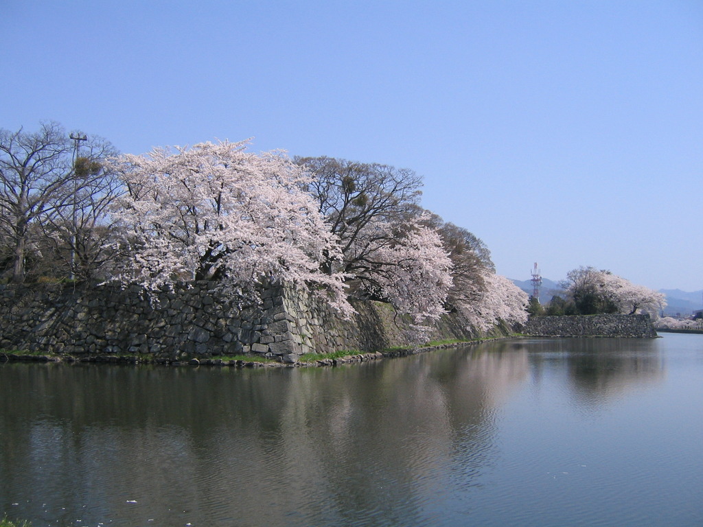 ひこザクラ
