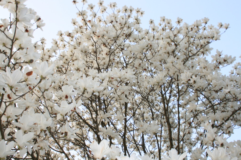 桜じゃないよ