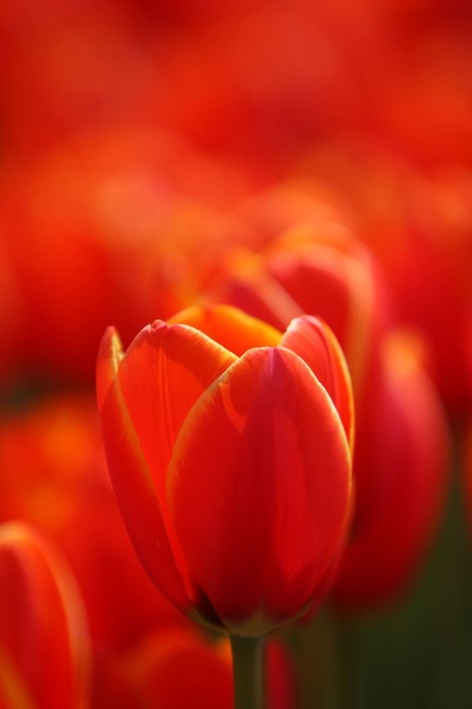 ちゅ～りっぷ(トロトロ編)