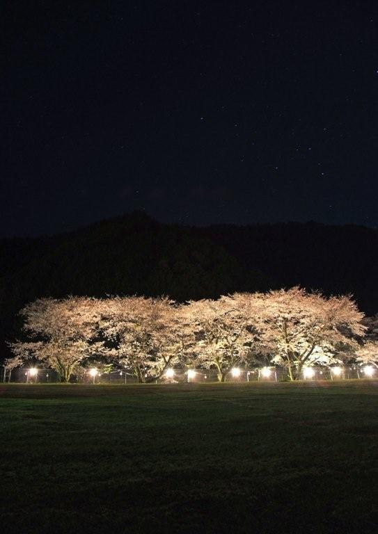 sakura2