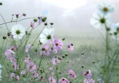 秋桜