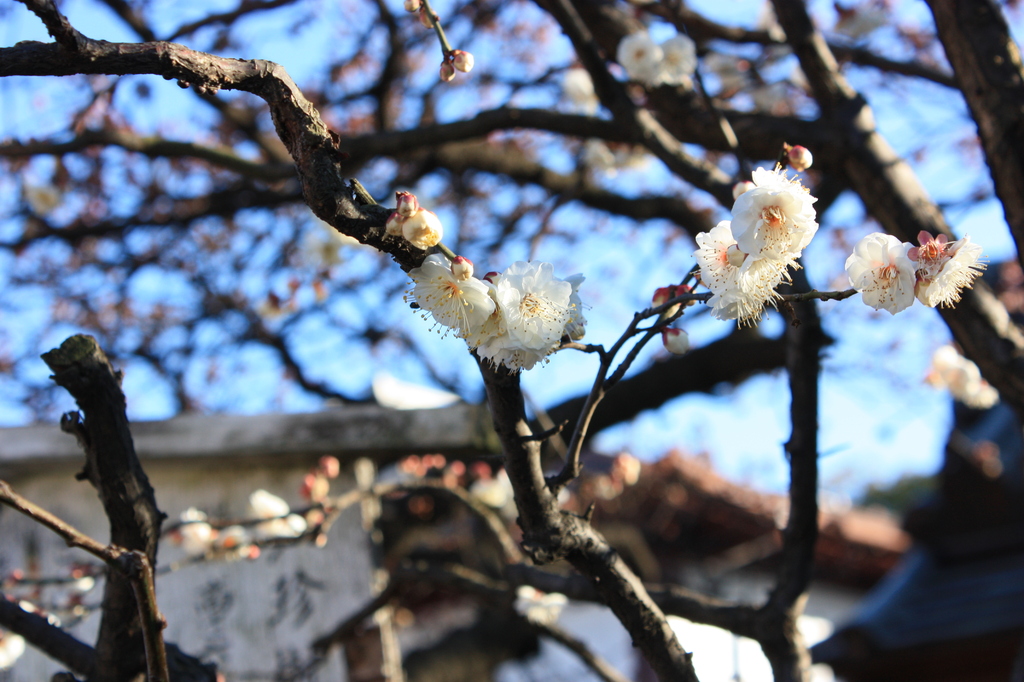 寒桜