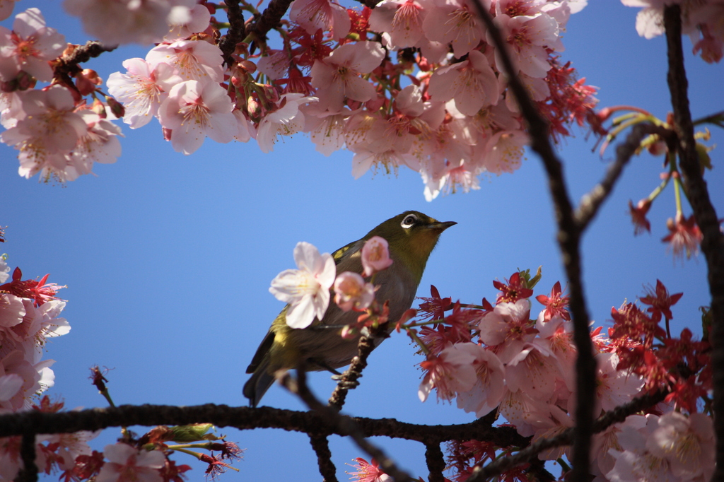 寒桜　と　メジロ　　Ⅳ