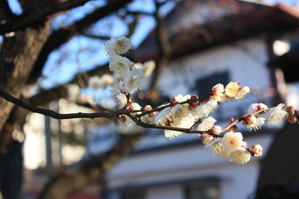 寒桜