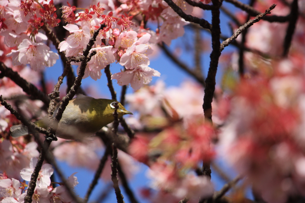 寒桜　と　メジロ　Ⅲ