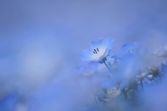 淡い春