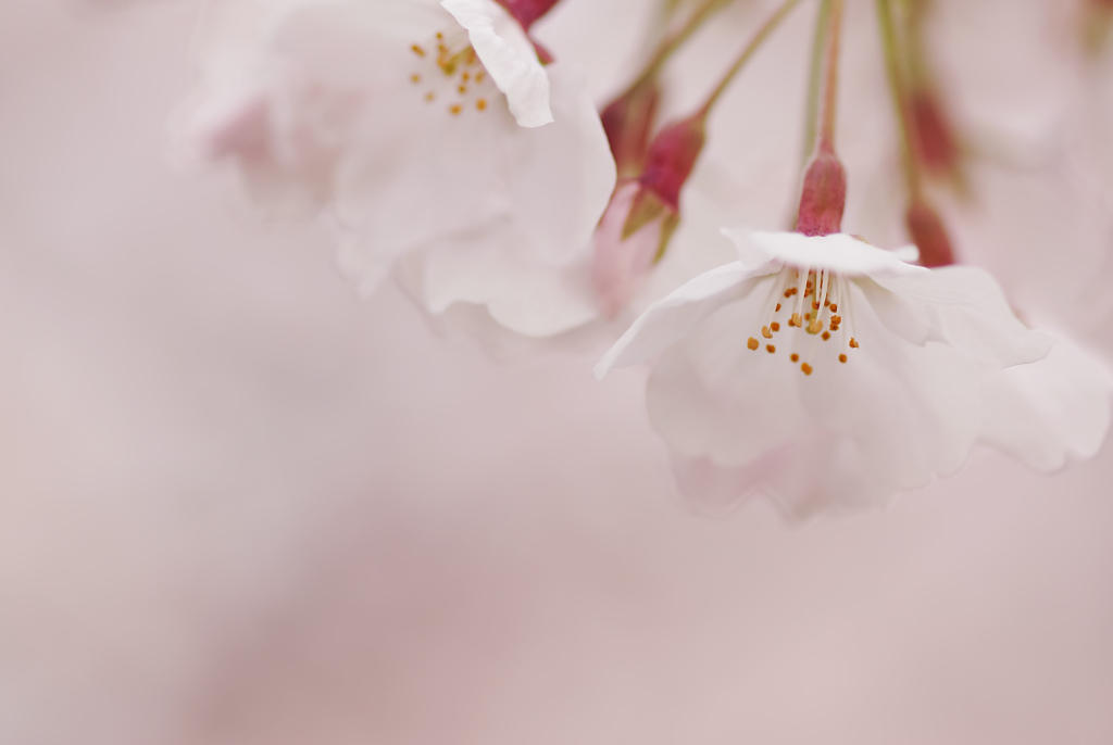 開花