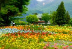 思い出の花園