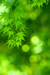 新緑の輝き