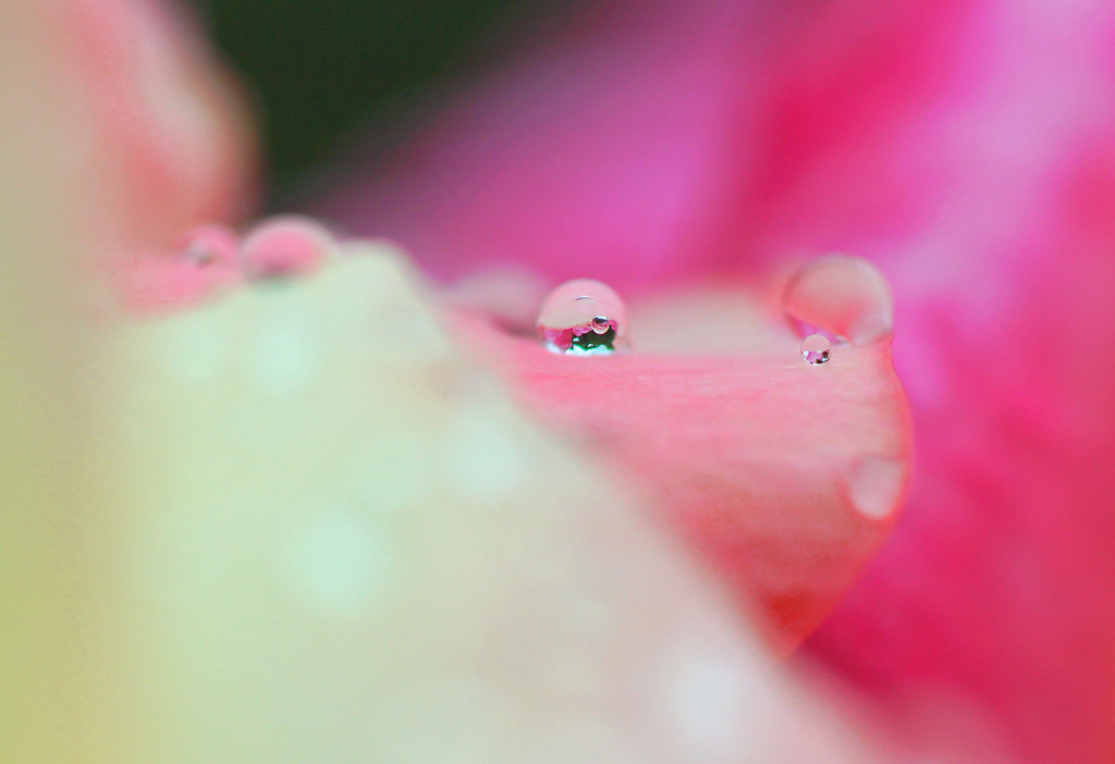 Pink  Flowers