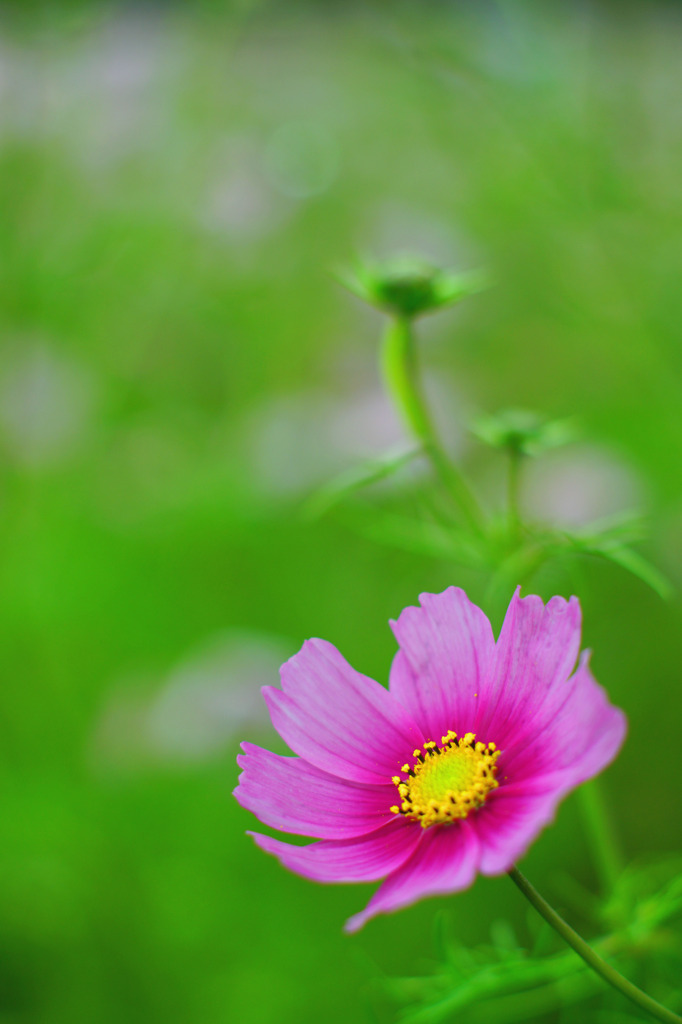 秋の桜