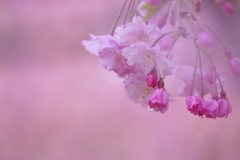 淡い春