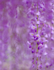 紫の香り