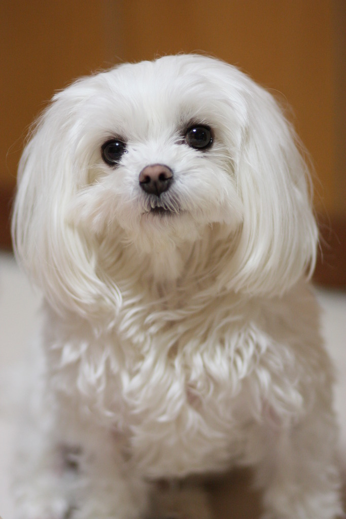 室内小型犬にはぴったり