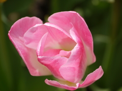 P1020432