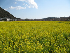 菜の花畑！
