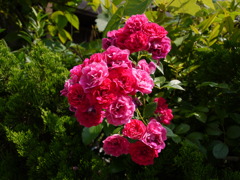 近所の薔薇