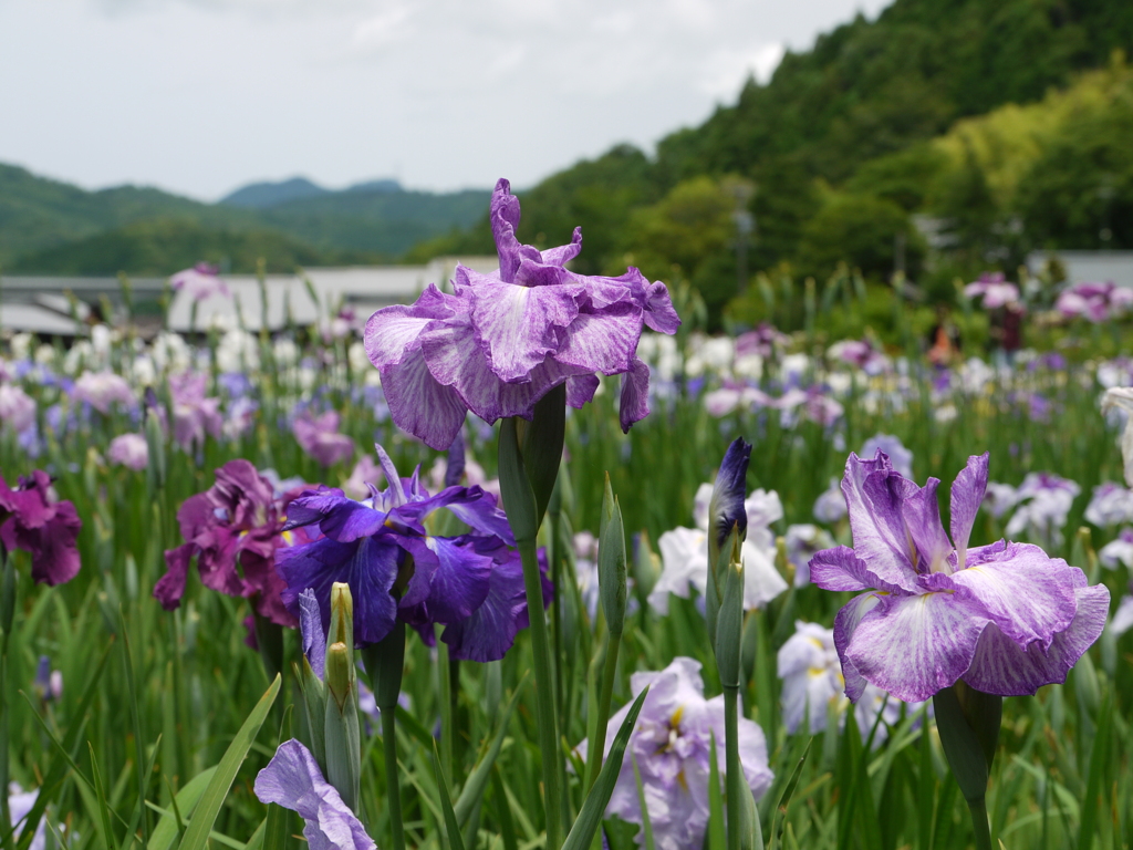 ２０１２加茂花菖蒲園 028