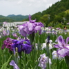 ２０１２加茂花菖蒲園 028