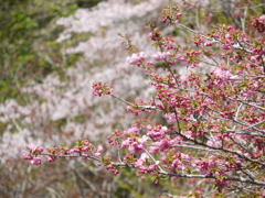 P1020384