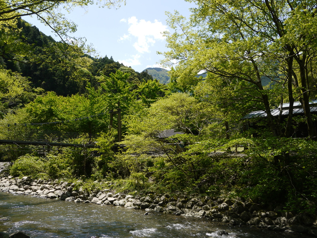 目に鮮やかな新緑の季節