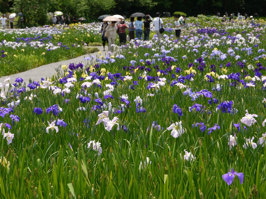 ２０１２加茂花菖蒲園 059