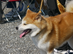 　秋田犬