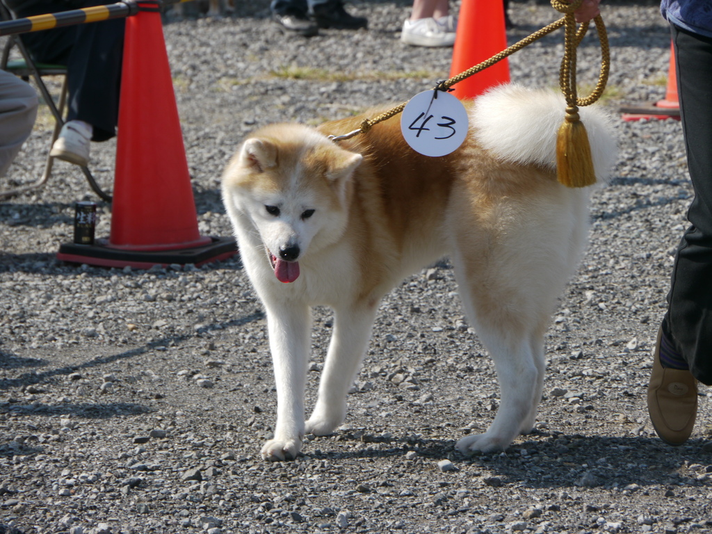 秋田犬