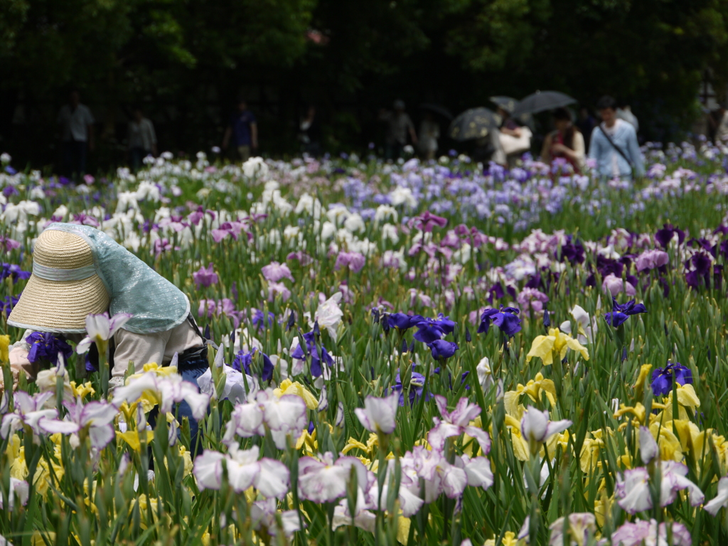 ２０１２加茂花菖蒲園 034