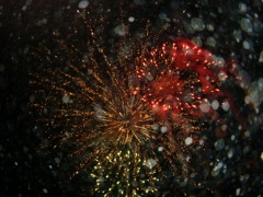花火と共に帰られます