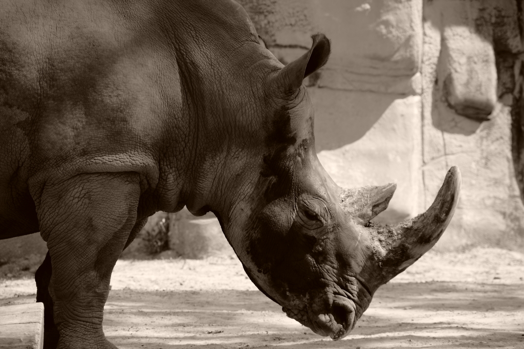 デトロイト動物園にて　１