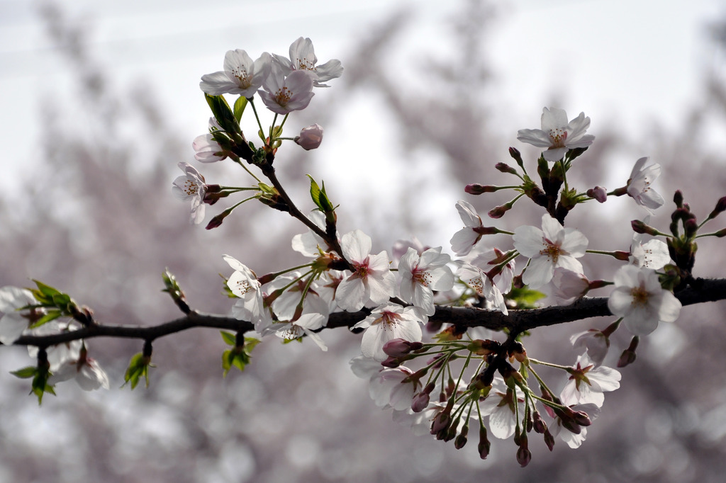 桜２００９