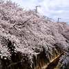 桜の波