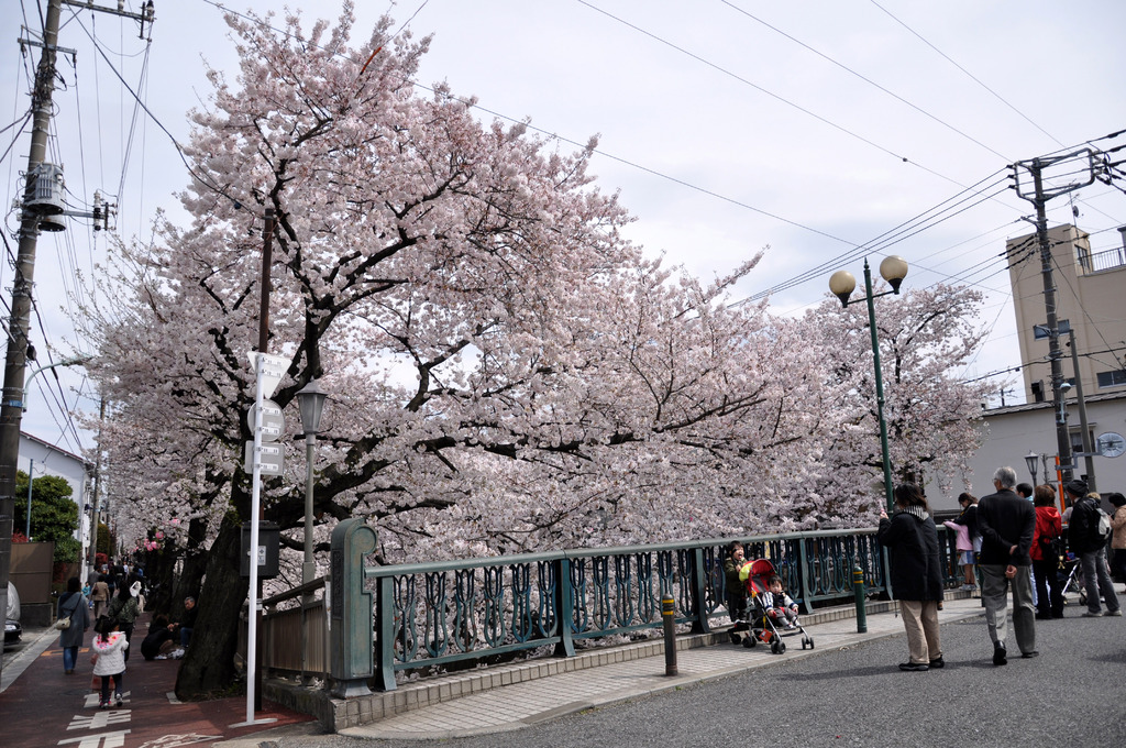 桜津波