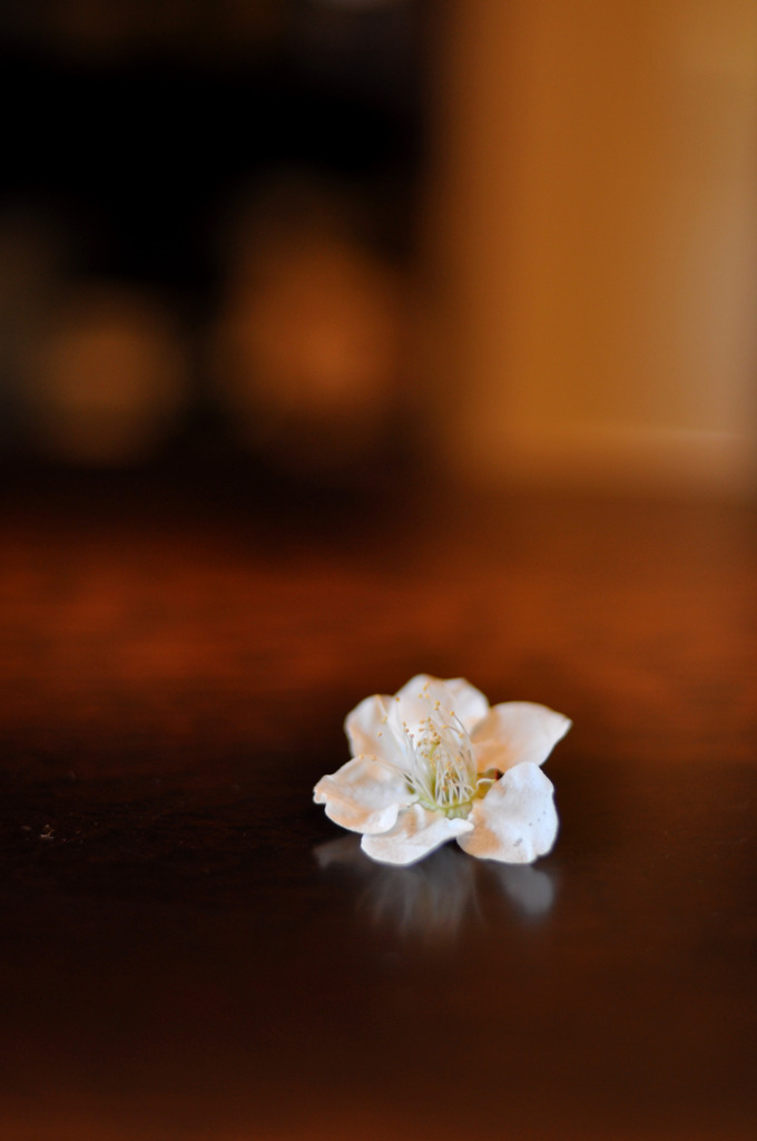 梅の花