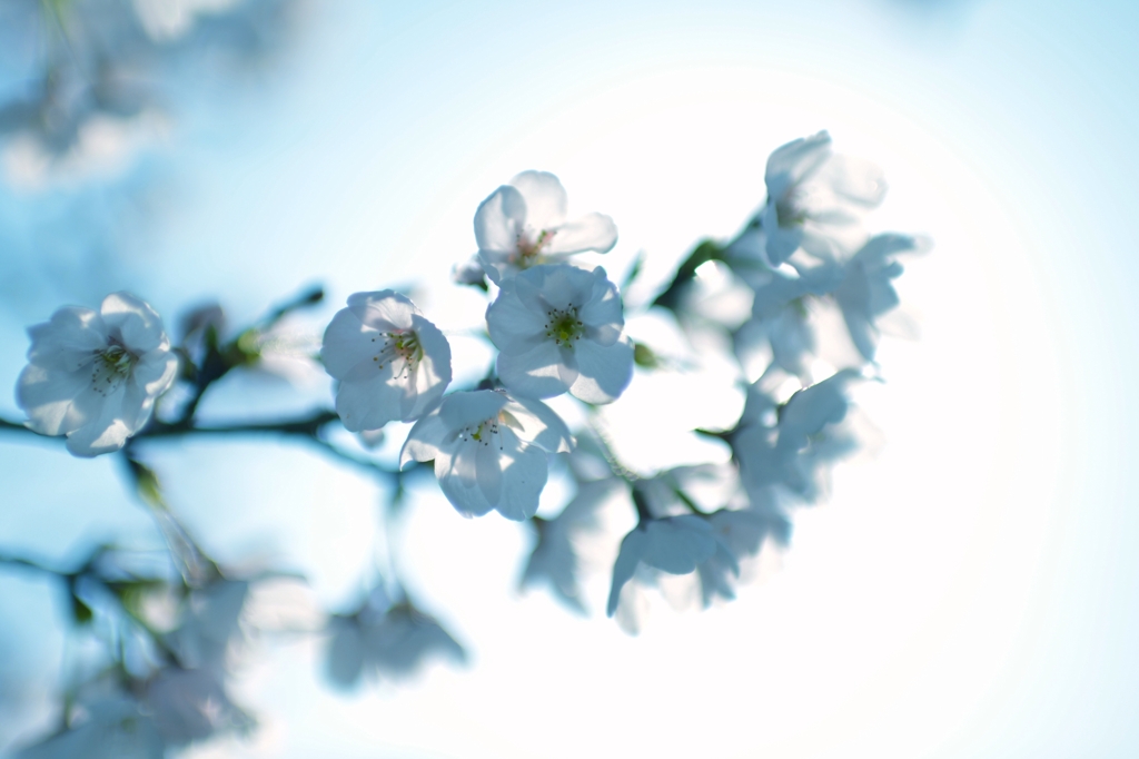 遅ればせながら桜など