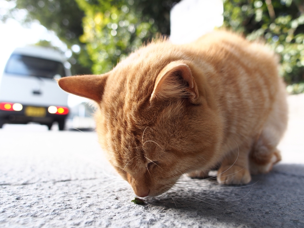 ねこ